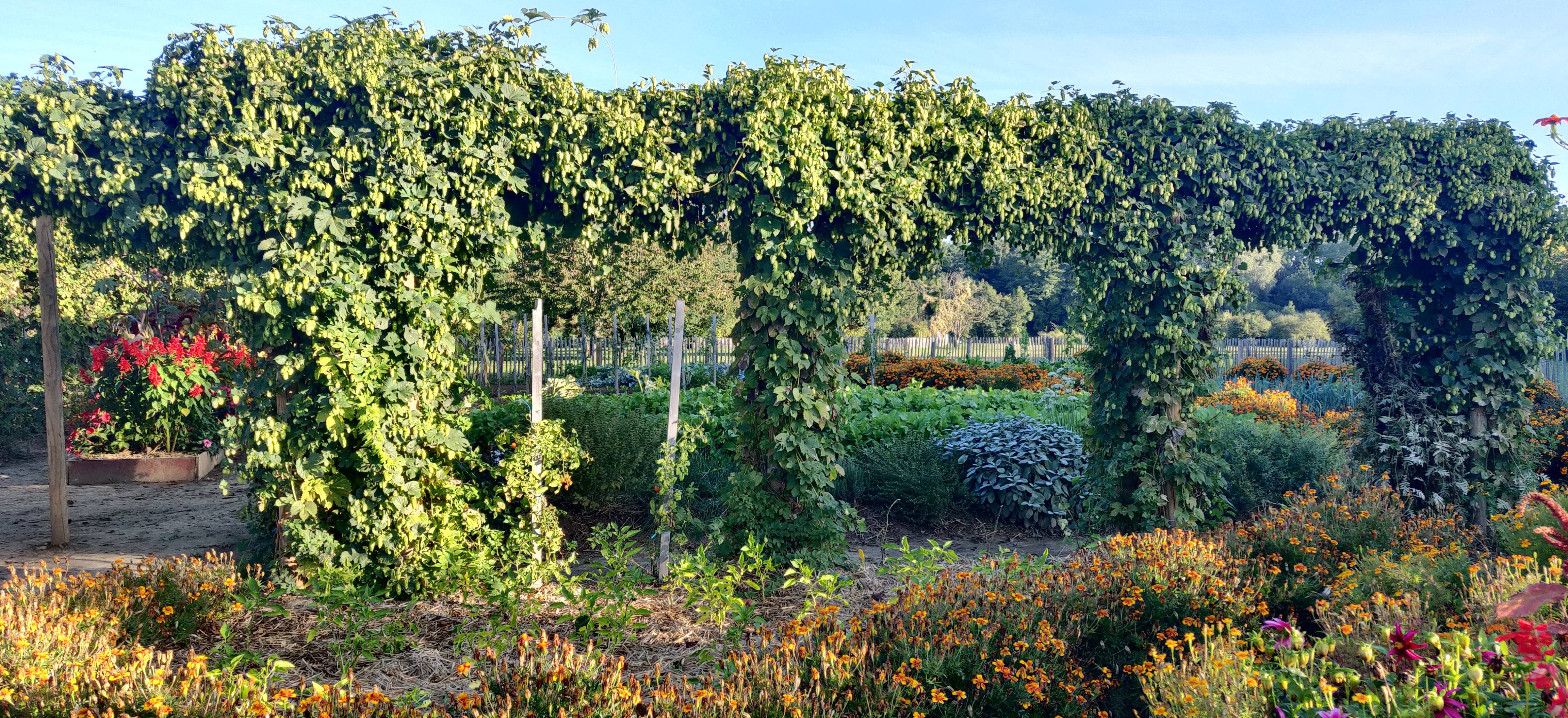 En septembre 2021 le potager à partager au lever du jour