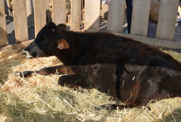 WEEKEND 100% PLAISIR SPÉCIAL ANIMAUX DE LA FERME