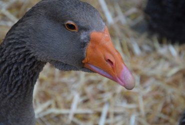 WEEKEND 100% PLAISIR SPÉCIAL ANIMAUX DE LA FERME