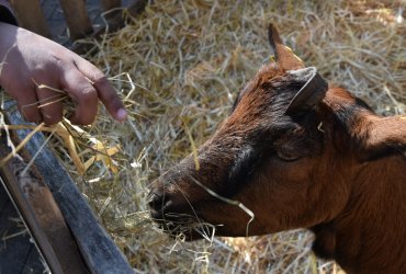 WEEKEND 100% PLAISIR SPÉCIAL ANIMAUX DE LA FERME