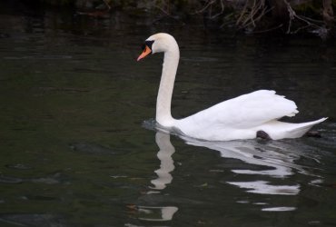 L'ESCAPADE - ESPACE AMITIÉ : CROISIÈRE SUR LA MARNE