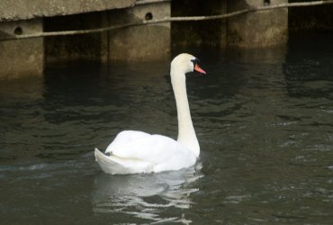 L'ESCAPADE - ESPACE AMITIÉ : CROISIÈRE SUR LA MARNE