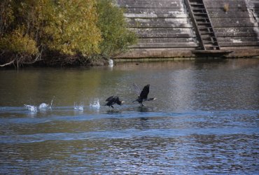 SORTIE MCJ NAVETTE FLUVIALE "O FIL DE L'EAU"