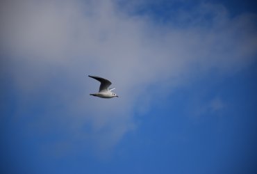 SORTIE MCJ NAVETTE FLUVIALE "O FIL DE L'EAU"