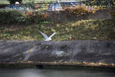 SORTIE MCJ NAVETTE FLUVIALE "O FIL DE L'EAU"