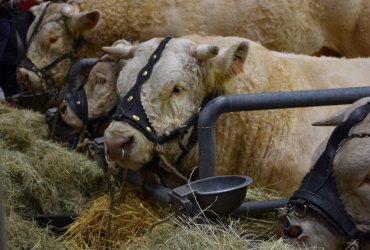 LES ENFANTS DE LA MCJ AU SALON DE L'AGRICULTURE 2022