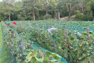 VENDANGES AU PARC DES COTEAUX D'AVRON - 21 SEPTEMBRE 2023