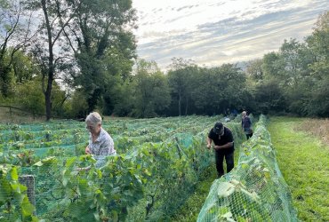 VENDANGES AU PARC DES COTEAUX D'AVRON - 21 SEPTEMBRE 2023