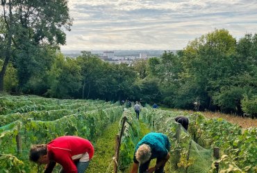 VENDANGES AU PARC DES COTEAUX D'AVRON - 21 SEPTEMBRE 2023