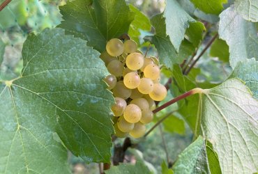 VENDANGES AU PARC DES COTEAUX D'AVRON - 21 SEPTEMBRE 2023