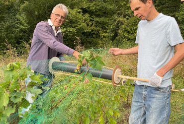 VENDANGES AU PARC DES COTEAUX D'AVRON - 21 SEPTEMBRE 2023