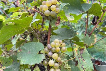 VENDANGES AU PARC DES COTEAUX D'AVRON - 21 SEPTEMBRE 2023