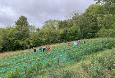 VENDANGES AU PARC DES COTEAUX D'AVRON - 21 SEPTEMBRE 2023