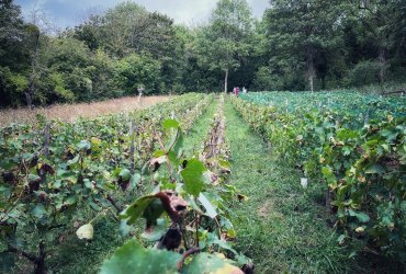 VENDANGES AU PARC DES COTEAUX D'AVRON - 21 SEPTEMBRE 2023