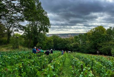 VENDANGES AU PARC DES COTEAUX D'AVRON - 21 SEPTEMBRE 2023