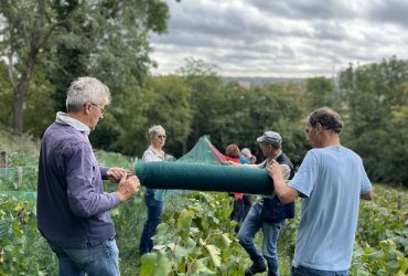 VENDANGES AU PARC DES COTEAUX D'AVRON - 21 SEPTEMBRE 2023