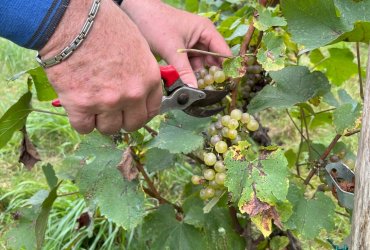 VENDANGES AU PARC DES COTEAUX D'AVRON - 21 SEPTEMBRE 2023