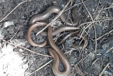 VISITE DU BIOTOPE DES ALISIERS - 14 MAI 2022