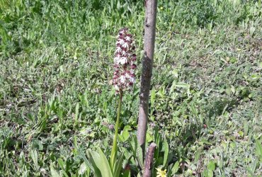 VISITE DU BIOTOPE DES ALISIERS - 14 MAI 2022