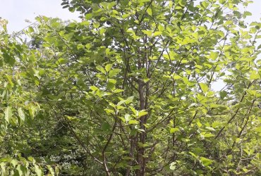 VISITE DU BIOTOPE DES ALISIERS - 14 MAI 2022