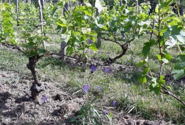 VISITE DU BIOTOPE DES ALISIERS - 14 MAI 2022