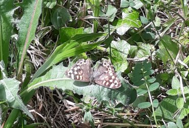 VISITE DU BIOTOPE DES ALISIERS - 14 MAI 2022