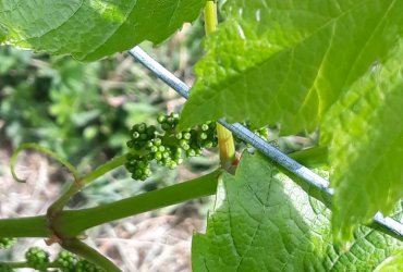 VISITE DU BIOTOPE DES ALISIERS - 14 MAI 2022