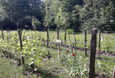 VISITE DU BIOTOPE DES ALISIERS - 14 MAI 2022