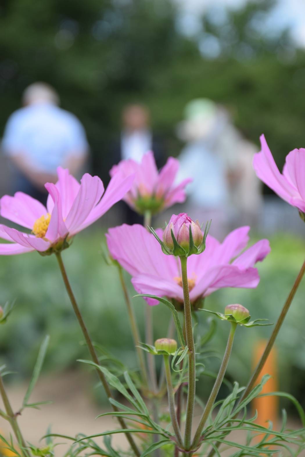 Neuilly Plaisance Fête du Parc 2017 25